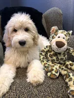 THOR , a male Goldendoodle and Bernedoodle for sale in Indianapolis, IN – 1 of 10