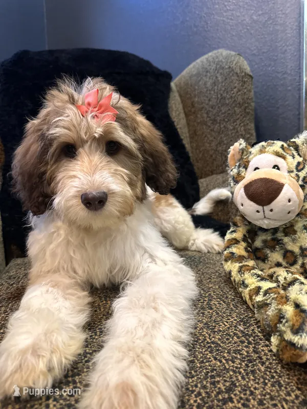 Xena  – Goldendoodle, Bernedoodle puppy for sale in Indianapolis, IN