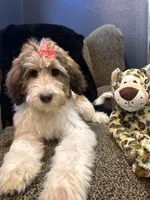 Xena , a female Goldendoodle and Bernedoodle for sale in Indianapolis, IN – 1 of 10