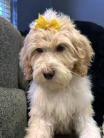 Isis , a female Goldendoodle and Bernedoodle for sale in Indianapolis, IN – 2 of 10
