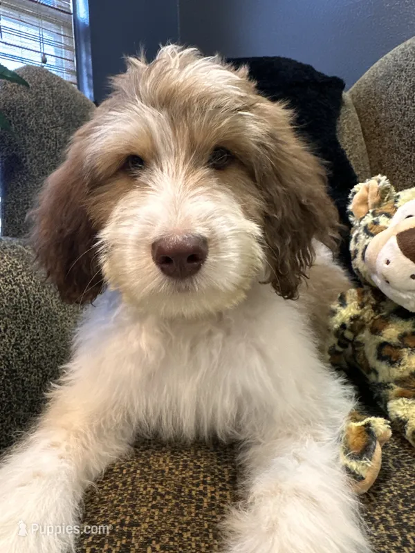 Cyclops  – Goldendoodle, Bernedoodle puppy for sale in Indianapolis, IN
