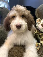 Cyclops , a male Goldendoodle and Bernedoodle for sale in Indianapolis, IN – 1 of 10