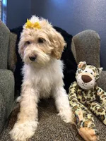 Isis , a female Goldendoodle and Bernedoodle for sale in Indianapolis, IN – 9 of 10