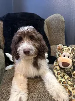 Hulk , a male Goldendoodle and Bernedoodle for sale in Indianapolis, IN – 10 of 10