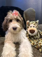 Xena , a female Goldendoodle and Bernedoodle for sale in Indianapolis, IN – 2 of 10
