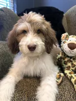 Cyclops , a male Goldendoodle and Bernedoodle for sale in Indianapolis, IN – 3 of 10