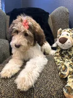 Xena , a female Goldendoodle and Bernedoodle for sale in Indianapolis, IN – 9 of 10