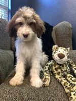 Cyclops , a male Goldendoodle and Bernedoodle for sale in Indianapolis, IN – 5 of 10