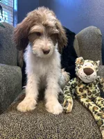 Cyclops , a male Goldendoodle and Bernedoodle for sale in Indianapolis, IN – 9 of 10