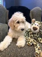 THOR , a male Goldendoodle and Bernedoodle for sale in Indianapolis, IN – 8 of 10