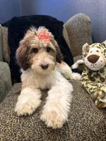 Xena , a female Goldendoodle and Bernedoodle for sale in Indianapolis, IN – 4 of 10