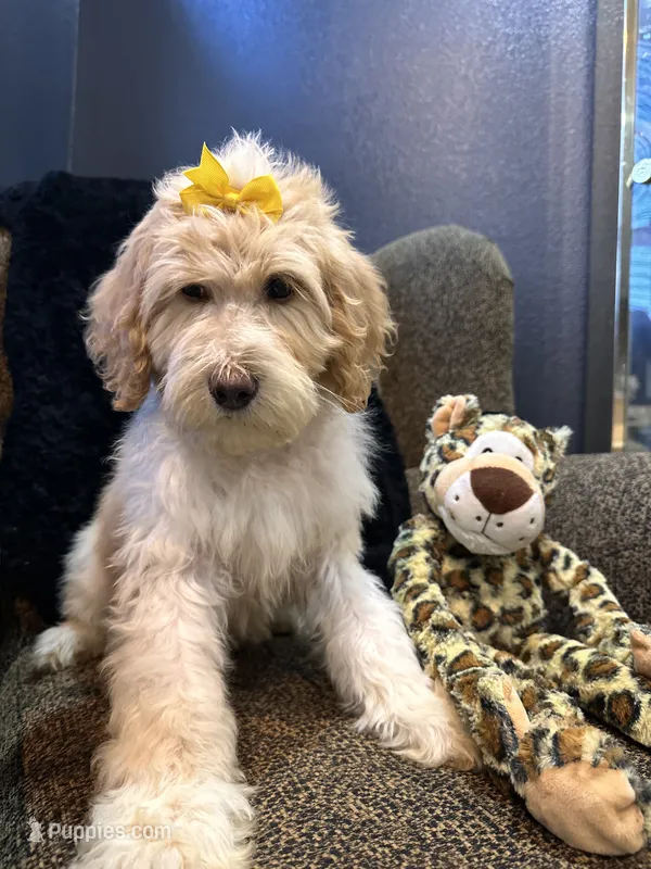 Isis  – Goldendoodle, Bernedoodle puppy for sale in Indianapolis, IN