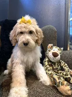Isis , a female Goldendoodle and Bernedoodle for sale in Indianapolis, IN – 1 of 10