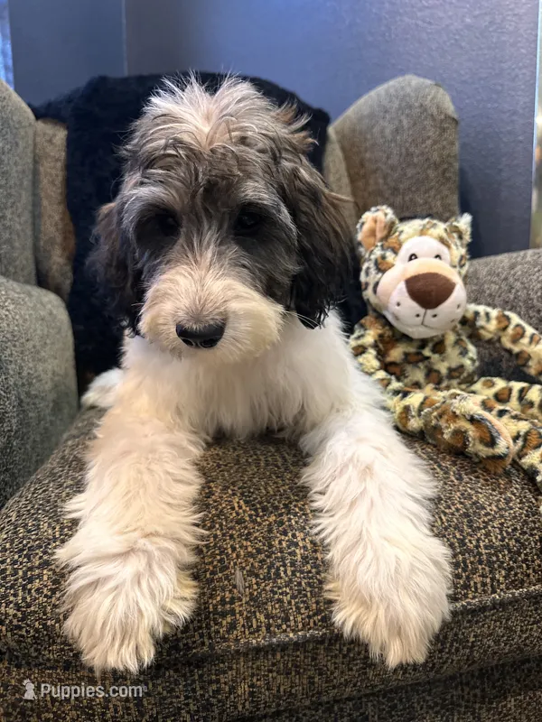 Wolverine  – Goldendoodle, Bernedoodle puppy for sale in Indianapolis, IN