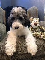 Wolverine , a male Goldendoodle and Bernedoodle for sale in Indianapolis, IN – 1 of 10
