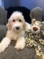 THOR , a male Goldendoodle and Bernedoodle for sale in Indianapolis, IN – 5 of 10
