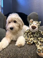 THOR , a male Goldendoodle and Bernedoodle for sale in Indianapolis, IN – 2 of 10