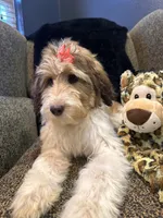 Xena , a female Goldendoodle and Bernedoodle for sale in Indianapolis, IN – 10 of 10