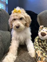 Isis , a female Goldendoodle and Bernedoodle for sale in Indianapolis, IN – 3 of 10