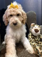 Isis , a female Goldendoodle and Bernedoodle for sale in Indianapolis, IN – 4 of 10