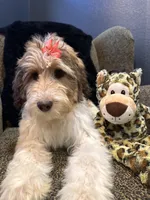 Xena , a female Goldendoodle and Bernedoodle for sale in Indianapolis, IN – 6 of 10