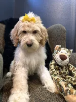 Isis , a female Goldendoodle and Bernedoodle for sale in Indianapolis, IN – 7 of 10