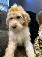 Isis , a female Goldendoodle and Bernedoodle for sale in Indianapolis, IN – 6 of 10