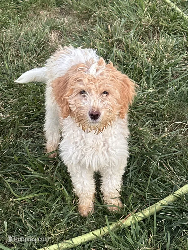 Isis  – Goldendoodle, Bernedoodle puppy for sale in Indianapolis, IN