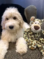 THOR , a male Goldendoodle and Bernedoodle for sale in Indianapolis, IN – 6 of 10