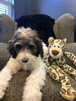 Wolverine , a male Goldendoodle and Bernedoodle for sale in Indianapolis, IN – 4 of 10