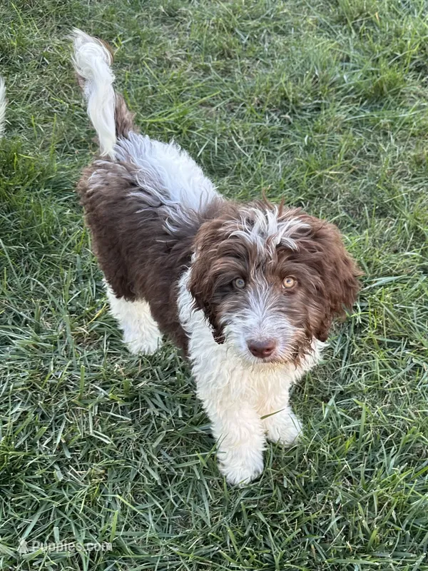 Hulk  – Goldendoodle, Bernedoodle puppy for sale in Indianapolis, IN