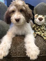 Cyclops , a male Goldendoodle and Bernedoodle for sale in Indianapolis, IN – 4 of 10