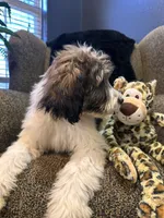 Wolverine , a male Goldendoodle and Bernedoodle for sale in Indianapolis, IN – 9 of 10