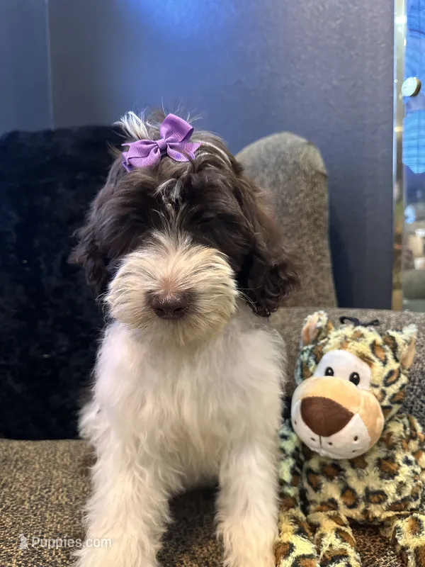 Zaria  – Goldendoodle, Bernedoodle puppy for sale in Indianapolis, IN