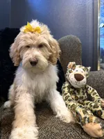 Isis , a female Goldendoodle and Bernedoodle for sale in Indianapolis, IN – 8 of 10