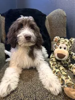 Hulk , a male Goldendoodle and Bernedoodle for sale in Indianapolis, IN – 5 of 10