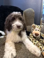 Hulk , a male Goldendoodle and Bernedoodle for sale in Indianapolis, IN – 7 of 10
