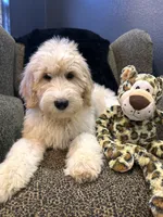 THOR , a male Goldendoodle and Bernedoodle for sale in Indianapolis, IN – 4 of 10