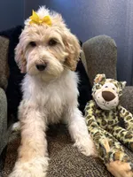 Isis , a female Goldendoodle and Bernedoodle for sale in Indianapolis, IN – 5 of 10