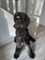 processed/74ceecb5-de59-46ac-9bc2-834169ee86ca/listing/e6eb1f41-f25f-4a08-a84c-527bd4f14cb8/13d4758a-b38b-47a0-aff9-a247736f2654