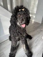 processed/74ceecb5-de59-46ac-9bc2-834169ee86ca/listing/e6eb1f41-f25f-4a08-a84c-527bd4f14cb8/4ec9d37b-9a59-46ff-8331-3a33c24724ca