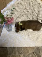 Chase , a male Miniature Dachshund for sale in New Paris, IN – 3 of 3