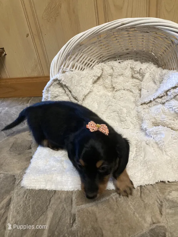 Charco – Miniature Dachshund puppy for sale in New Paris, IN