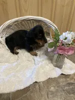 Charco, a male Miniature Dachshund for sale in New Paris, IN – 2 of 3