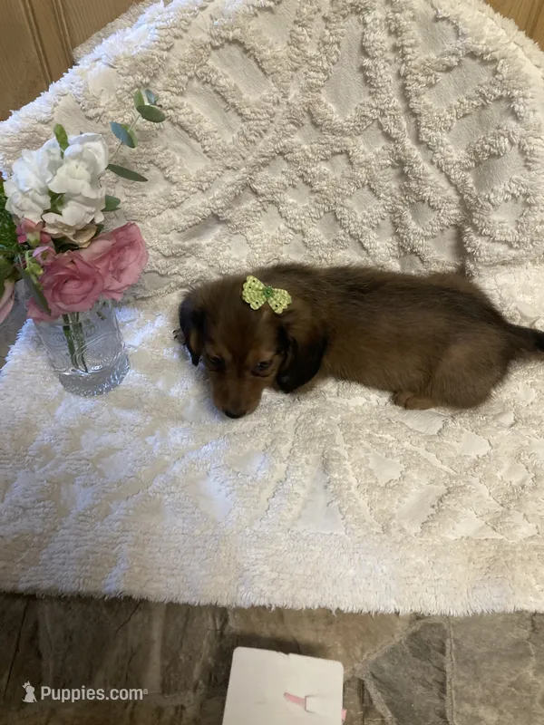 Chase  – Miniature Dachshund puppy for sale in New Paris, IN