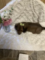 Chase , a male Miniature Dachshund for sale in New Paris, IN – 1 of 3