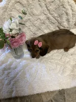 Chessa, a female Miniature Dachshund for sale in New Paris, IN – 2 of 3