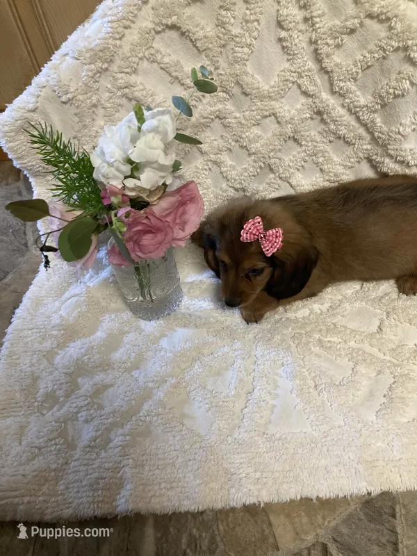 Chessa – Miniature Dachshund puppy for sale in New Paris, IN