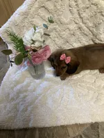 Chessa, a female Miniature Dachshund for sale in New Paris, IN – 1 of 3
