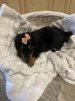 Charco, a male Miniature Dachshund for sale in New Paris, IN – 3 of 3